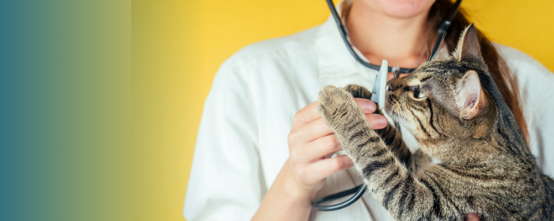 Se reconvertir dans un métier de la santé auprès des animaux