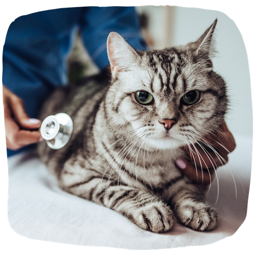 Métiers pour travailler avec les animaux
