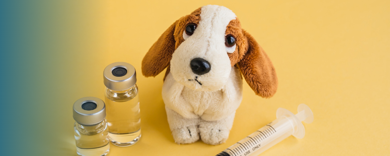 Quelles sont les qualités à développer pour travailler avec les animaux ?