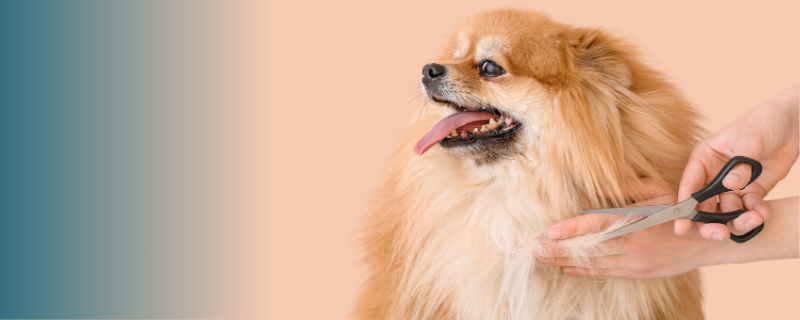 Salaire : combien gagne un toiletteur canin en 2026 ?